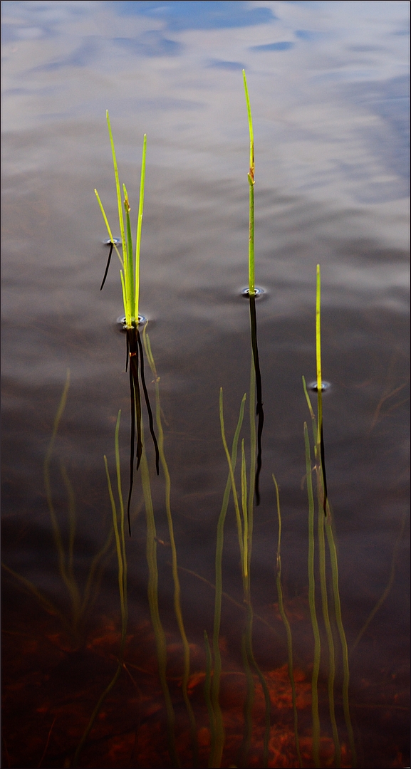 Two worlds at magical pond