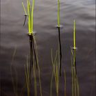 Two worlds at magical pond