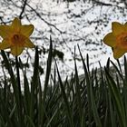 Two yellow Daffodils in garden