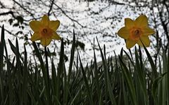 Two yellow Daffodils in garden