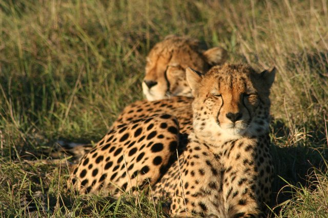 Two young Cheetahs