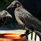 Two Young Crows