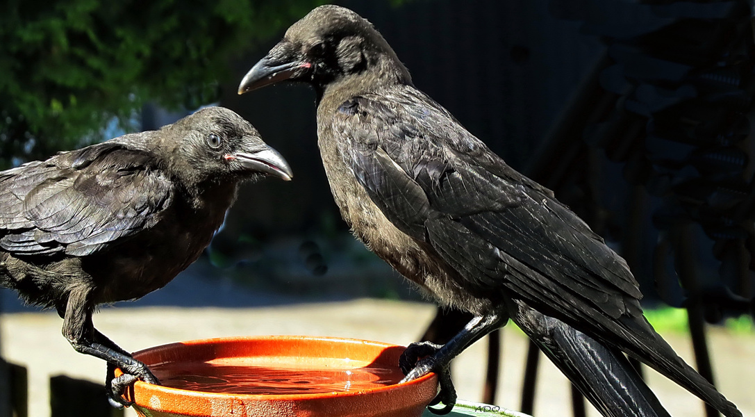 Two Young Crows