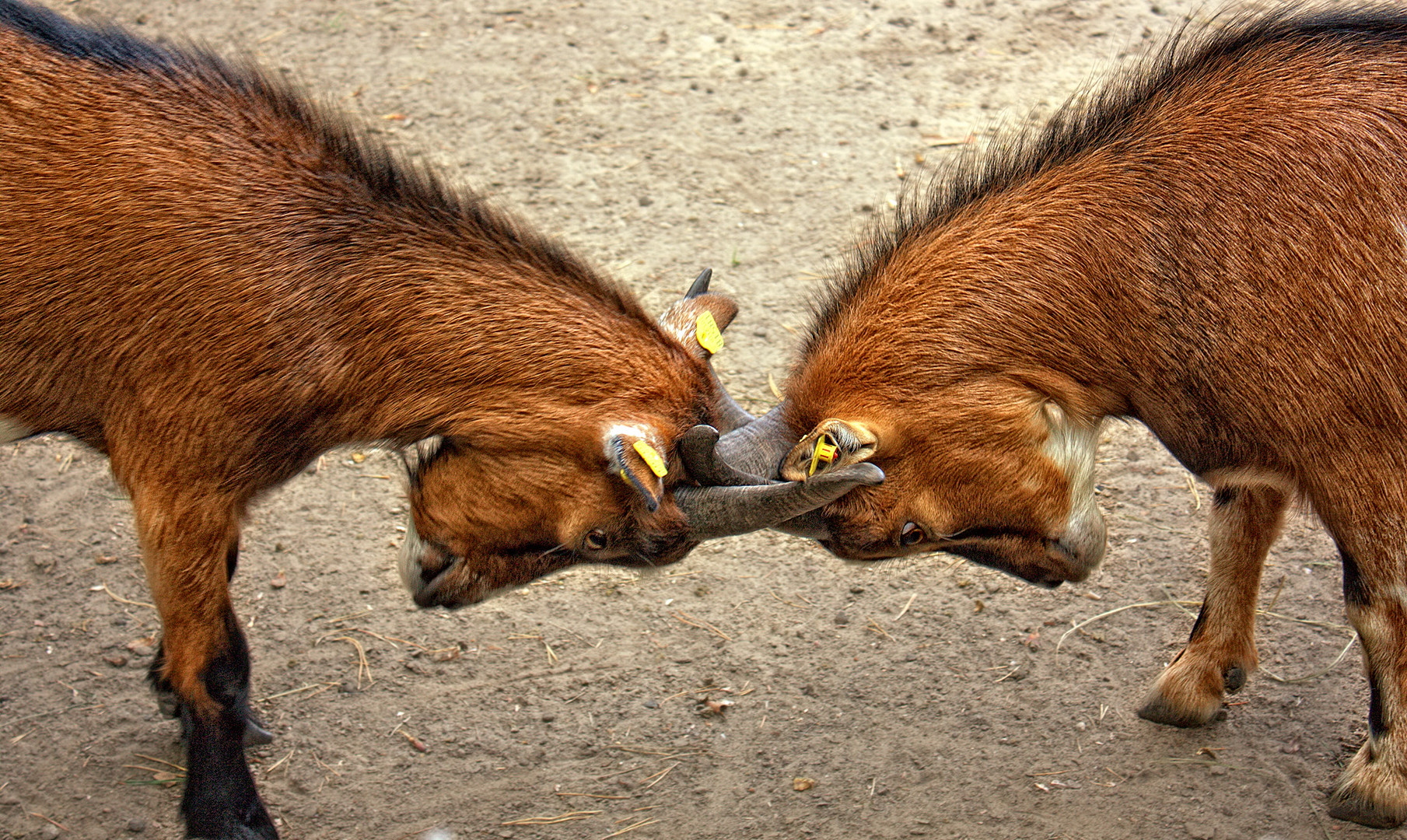 Two young goats butting heads