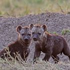 Two young Hyenas