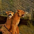 Two Young Lionesses