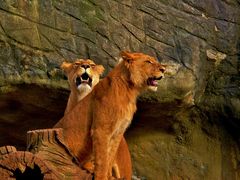 Two Young Lionesses