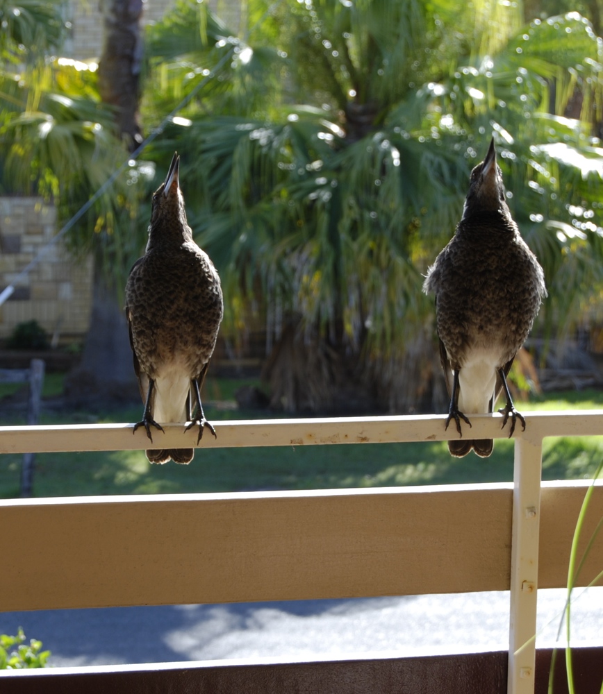 Two young Magpies