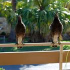 Two young Magpies