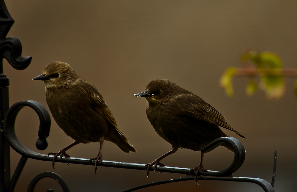 Two young Starlings