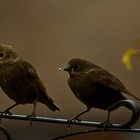 Two young Starlings