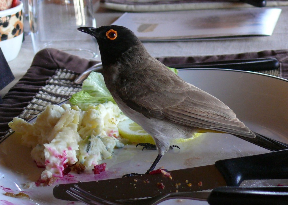 Twyfelfontein Country Lodge - Mein kleiner Freund hatte auch Hunger