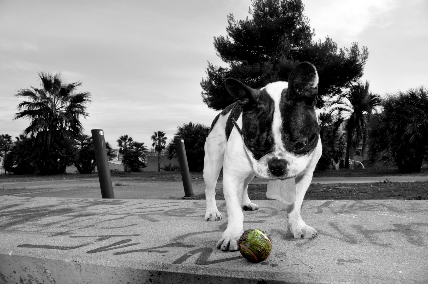 Txakur y su pelota