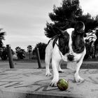 Txakur y su pelota