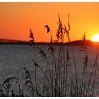 Tybee Island Sundowner