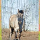 Tybet - little horse ;)
