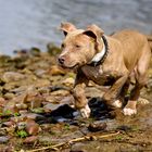 Tyla an der Weser