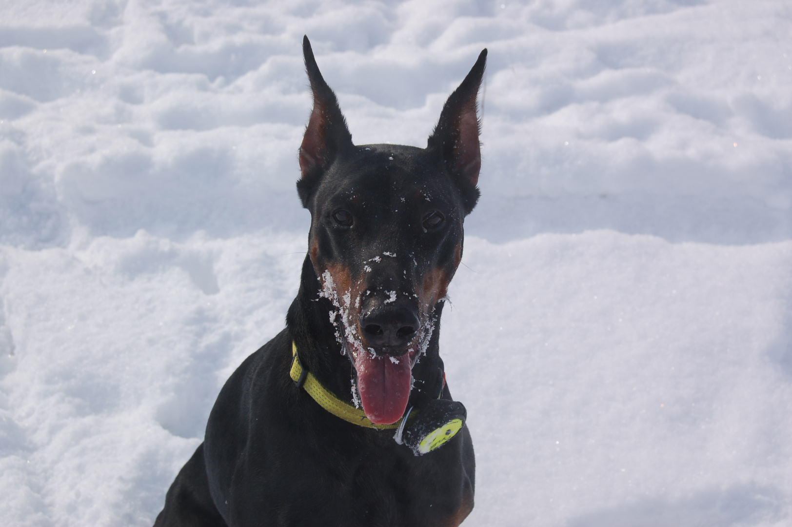 Tyler Dobermann Hündin - 5 ter Geburtstag