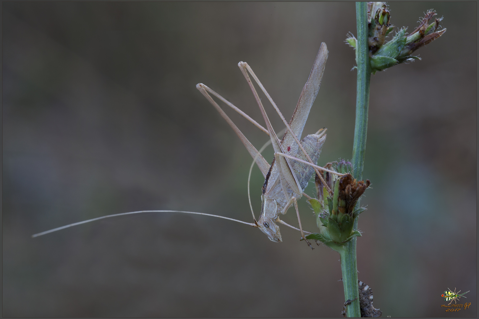 Tylopsis lilifolia (Fabricius, 1793)