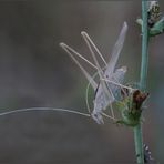 Tylopsis lilifolia (Fabricius, 1793)