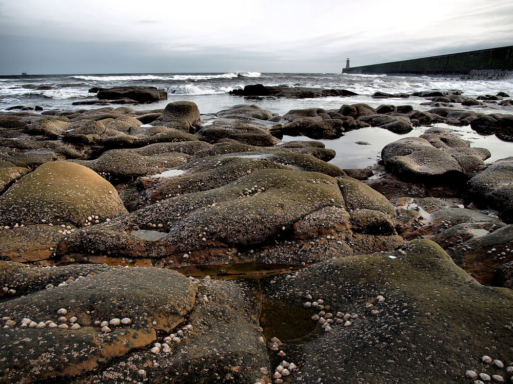 tynemouth rocks