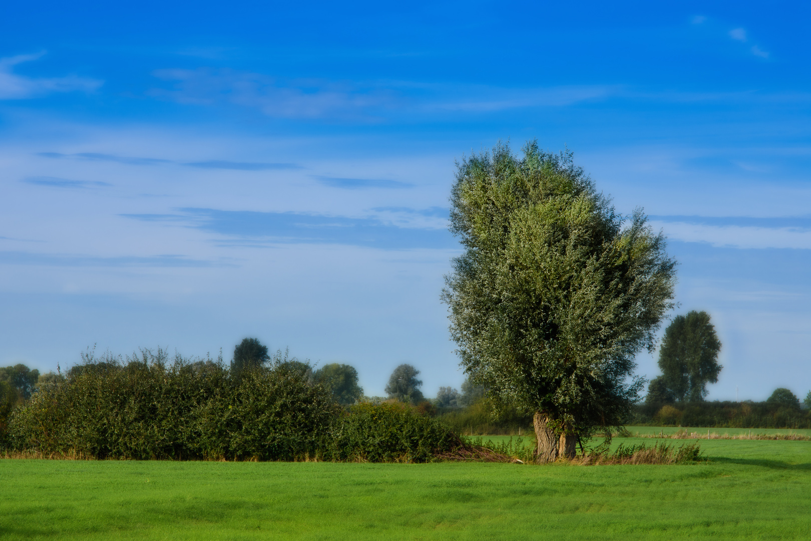 Typ Niederrhein