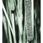 Typha ...