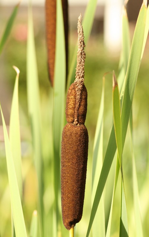 Typha latifolia