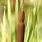 Typha latifolia