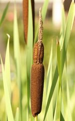 Typha latifolia