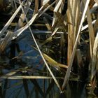 Typha Leaves