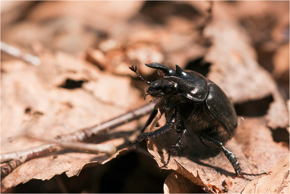 Typhaeus typhoeus - Stierkäfer