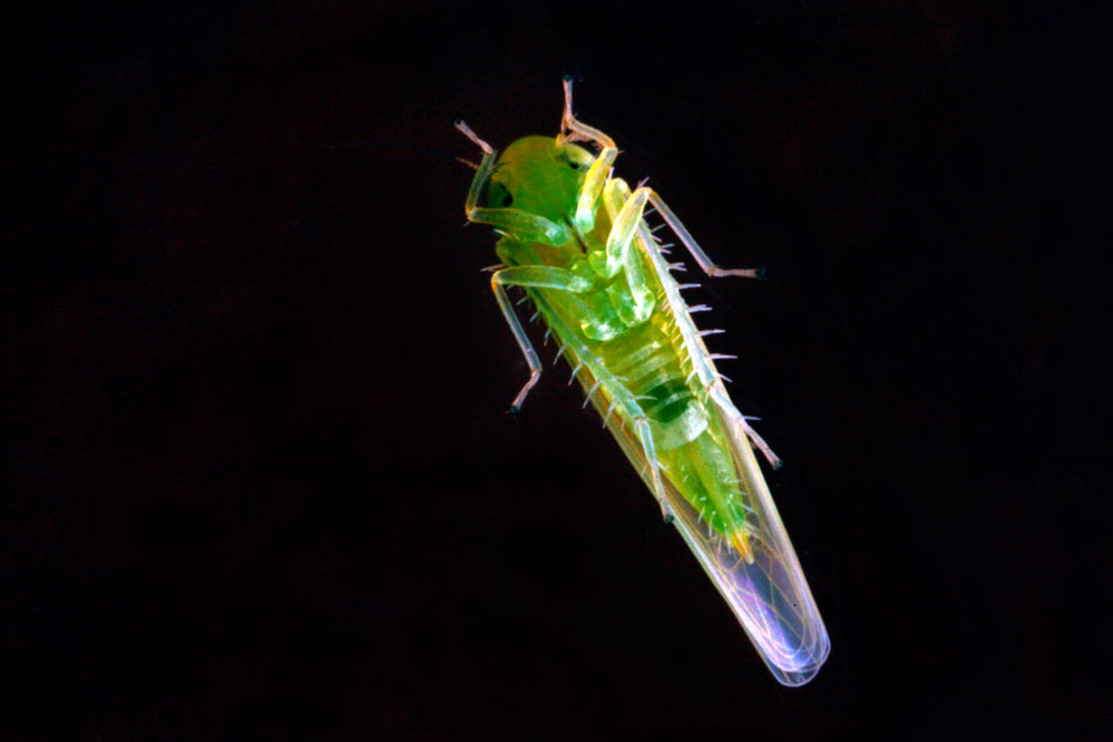 Typhlocyba rosae - Körperlänge ca. 3 mm