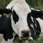 Typical Dutch cow