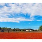 Typical Eivissa Landscape - between Santa Gertrudis and Sant Mateu d'Aubarca