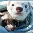 typical ferrets