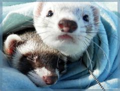 typical ferrets