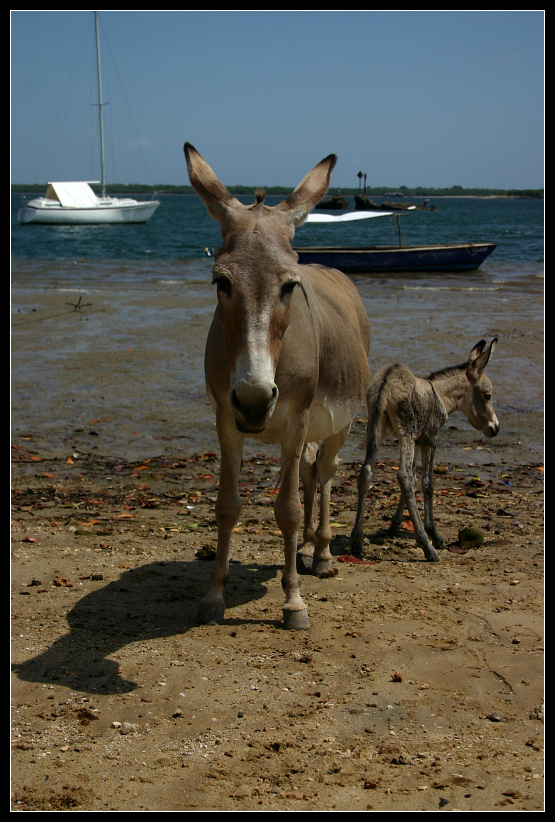 ... Typical Lamu ...