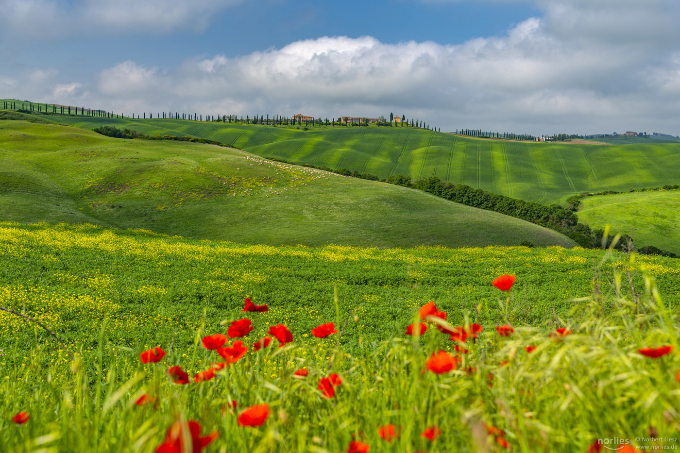 Typical Tuscany