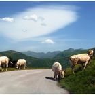 Typical vista at the Pyrenees