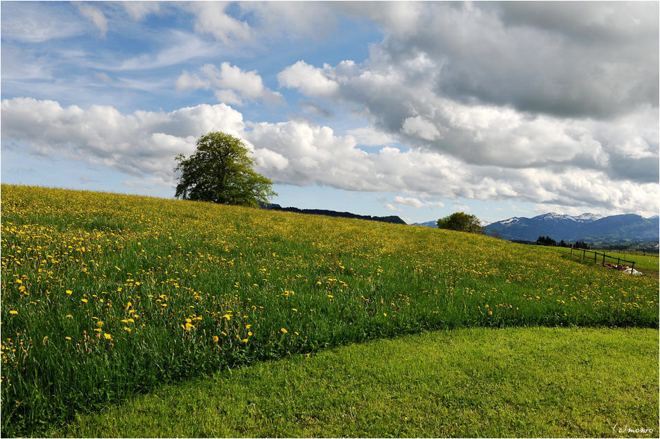 Typisch Allgäu...