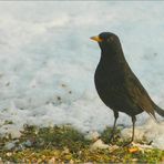 - typisch Amsel -