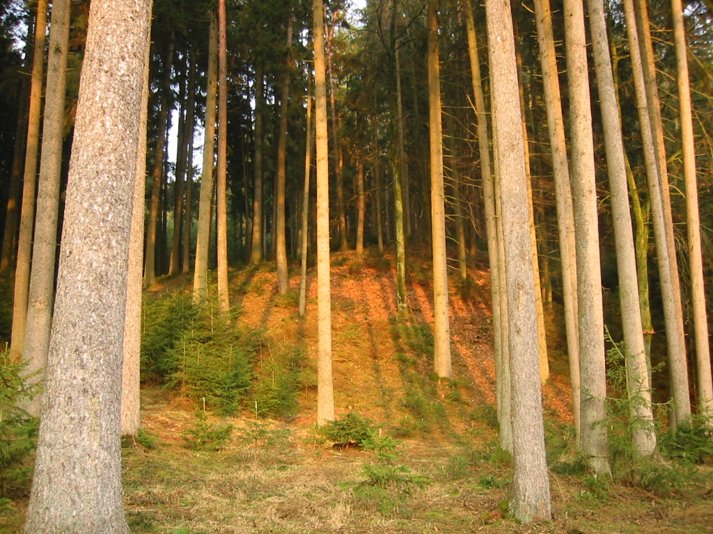 Typisch bayrischer Wald!