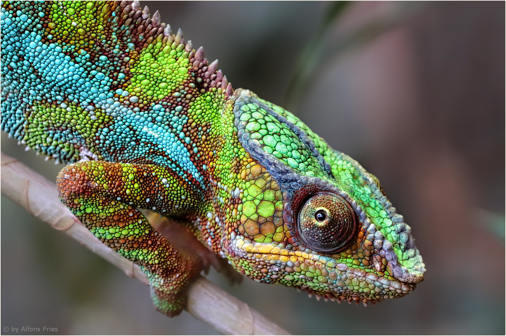Typisch Chamäleon Foto & Bild | natur, tiere, reptilien Bilder auf ...