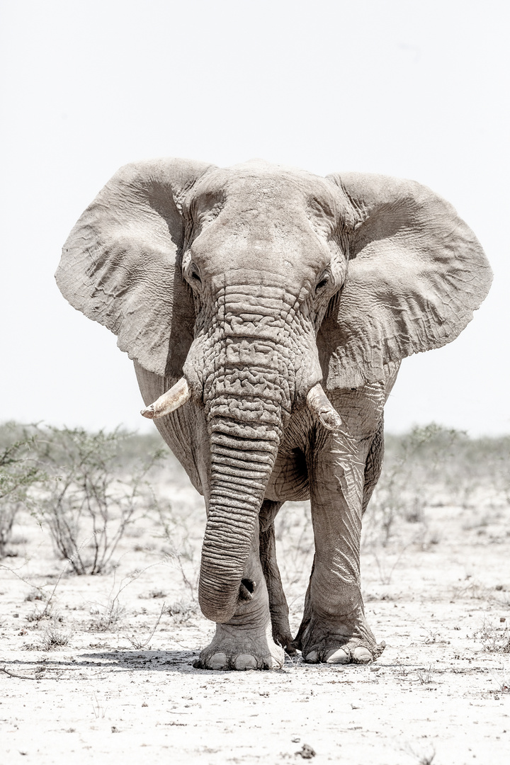 Typisch Etosha