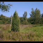 Typisch für die Lüneburger-Heide