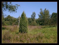 Typisch für die Lüneburger-Heide