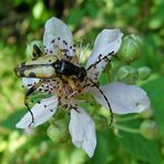 Typisch für ihn - auf eine weiße Blüte