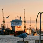 Typisch Hafen Hamburg