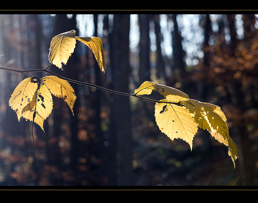 Typisch Herbst